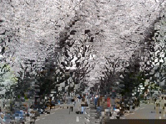 Cimetière pendant Hanami