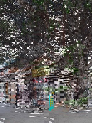 Cèdre de l'Himalaya