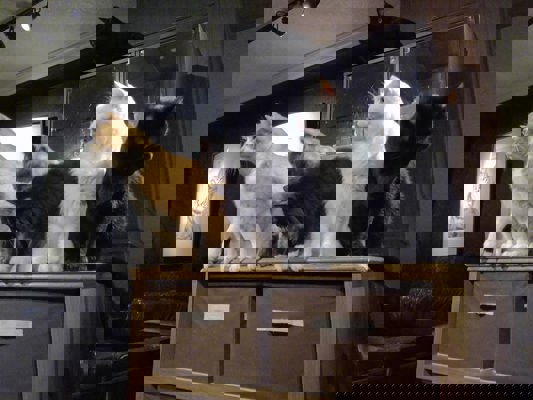 Café à chat à Asakusa