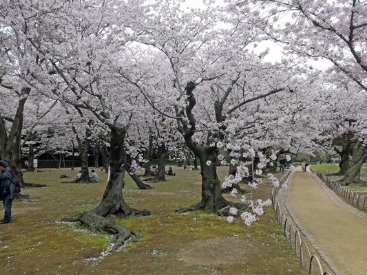Cerisiers en fleurs à Kawagoé, Okayama