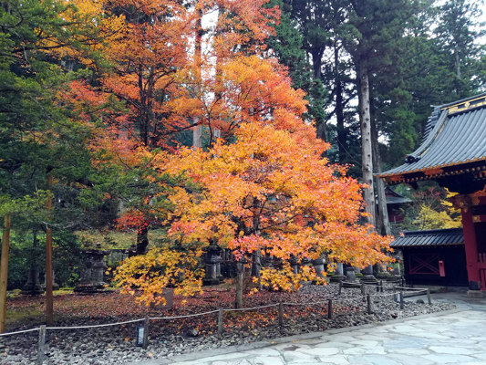 Kôyô, rougissement des érables