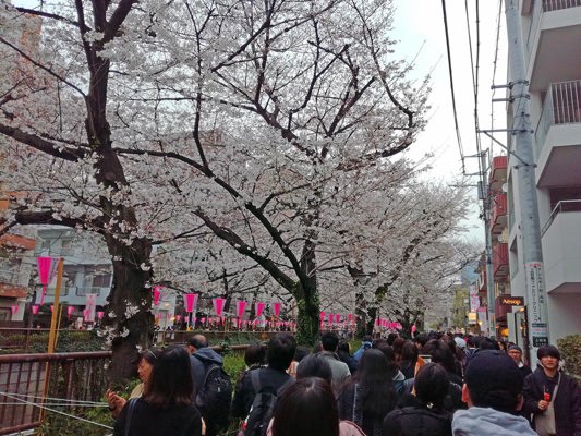 Sakuras en fleurs un weekend à Meguro, Tôkyô