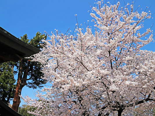 Quel budget voyage au Japon ?