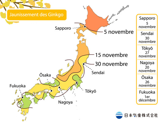 Pr&eacute;visions du jaunissement des ginkgos par la JMA