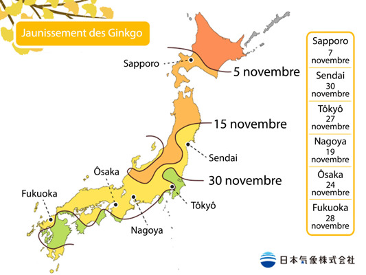Prévisions du jaunissement des ginkgos par la JMA
