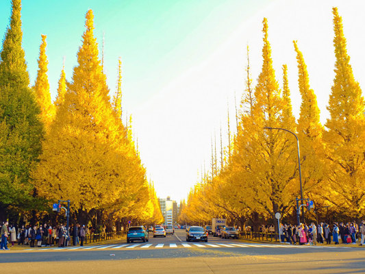 Meiji Jingû, Tôkyô