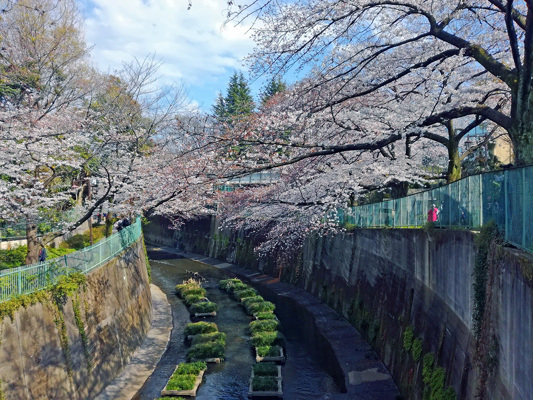 Cerisiers en fleurs à Tôkyô