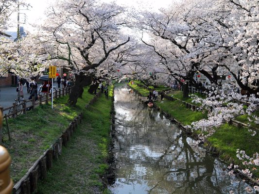 Cerisiers en fleurs à Kawagoe, Tôkyô