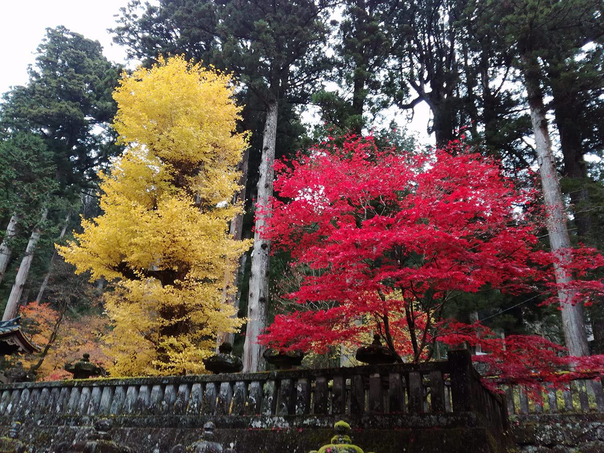 A quelle saison voyager au Japon ?