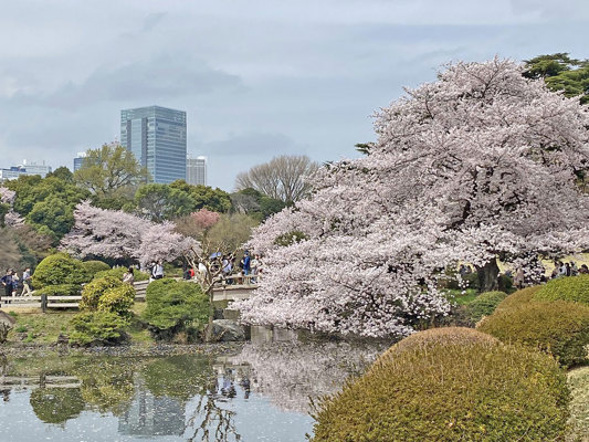 Sakura au Shinjuku Gyoen, Tôkyô