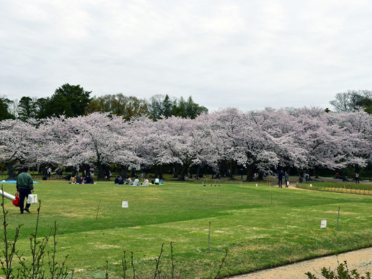 Cerisiers au jardin d'Okayama