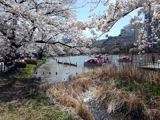 Hanami à Ueno, Tôkyô