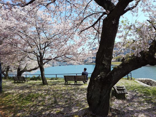 Sakuras en fleurs à Hiroshima