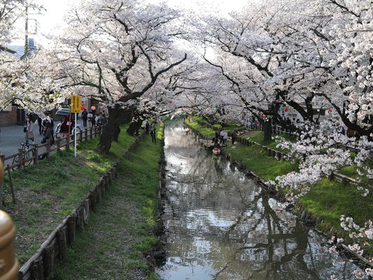 Cerisiers en fleurs à Kawagoé, Saitama