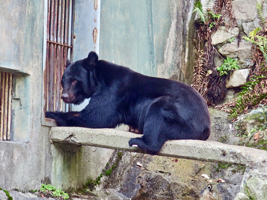 Prévention contre les ours au Japon