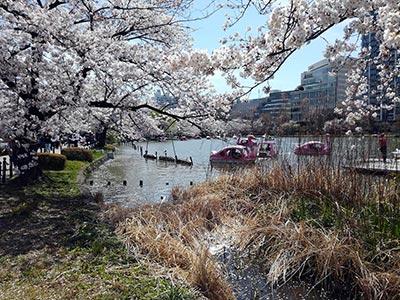 Cerisiers en fleurs à Ueno