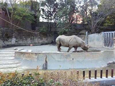 Rhinocéros du zoo de Ueno