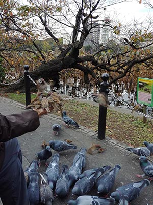 Habitué du parc nourrissant les oiseaux