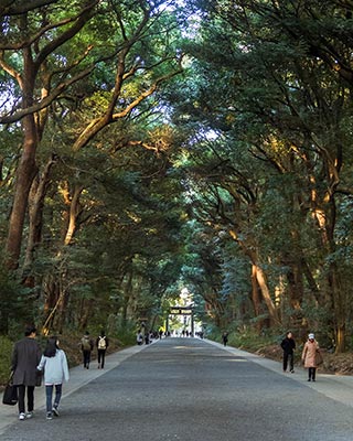 Forêt des 100 000 arbres
