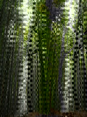 Bambouseraie d'Arashiyama