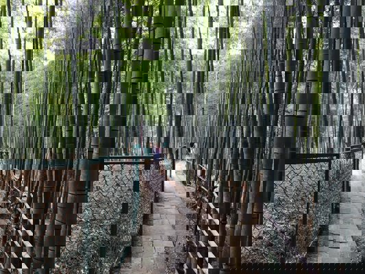 Forêt de bambous de Fushimi-inari