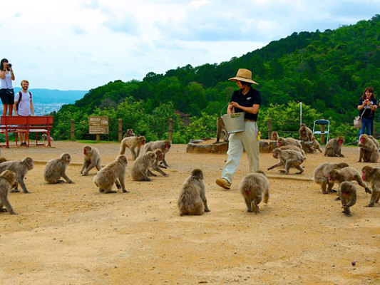 Parc aux singes d’Iwatayama
