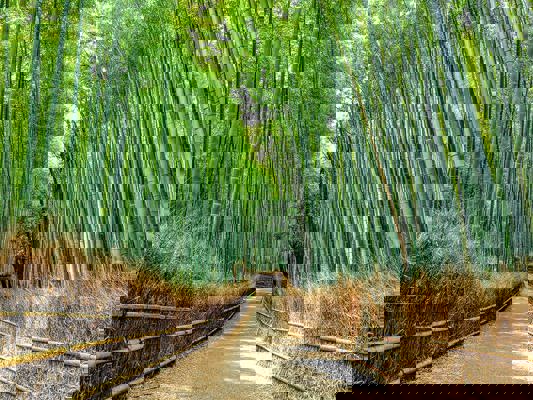 La forêt de bambous d'Arashiyama
