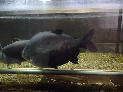 Piranhas