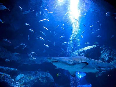 Requin dans le grand bassin