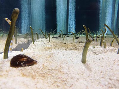 Vers des sables qui adorent le public