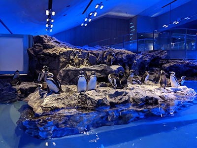 Espace des pingouins