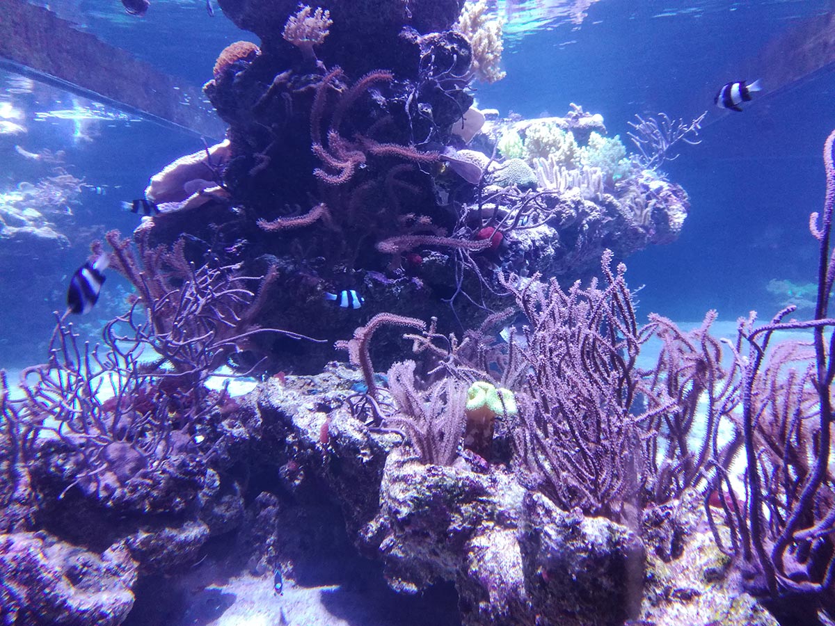 Aquarium de Sumida