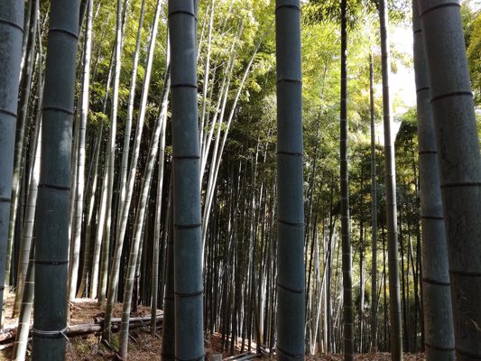 Forêt de bambou de Fushimi Inari Taisha
