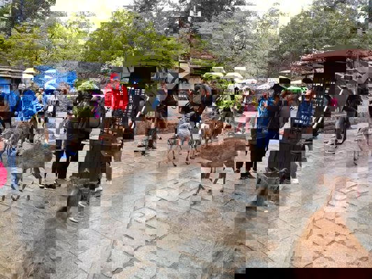 M&ecirc;me sous la pluie, les biches veulent manger !