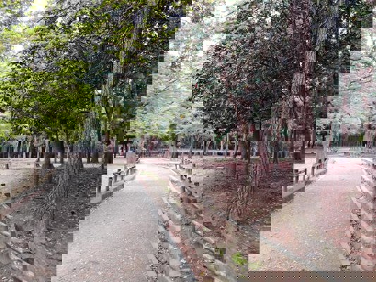 Bosquet du parc de Nara