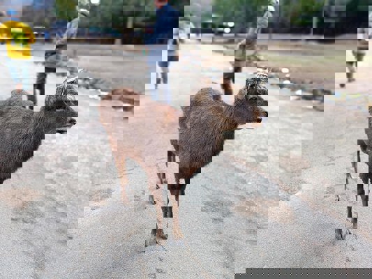 M&acirc;le au bois coup&eacute;s