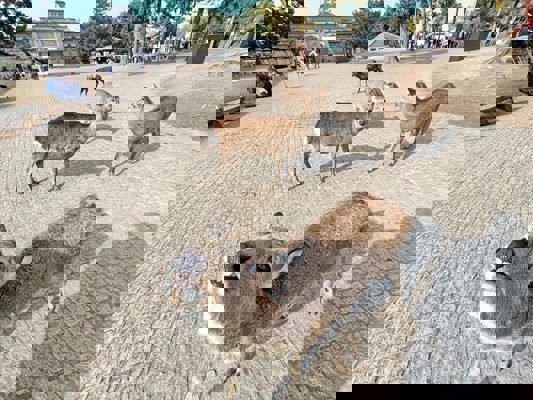 Les belles dents d'une biche