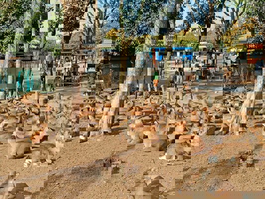 Parc aux biches de Nara