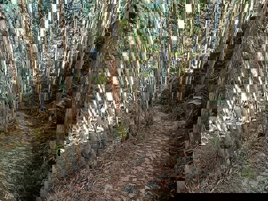 Chemin Nakasendô en forêt