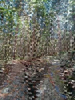 Chemin pavé du Nakasendô près de Ochiai Juku