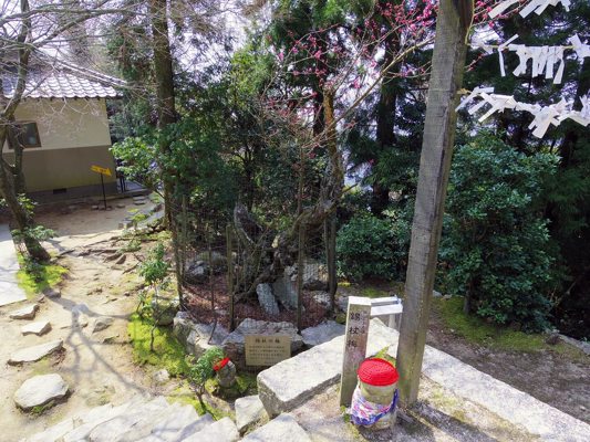 Shakujo no ume / 錫杖の梅